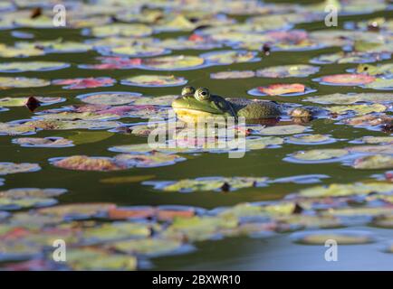 A large bullfrog in a pond of colourful water plants. In early morning sun Stock Photo