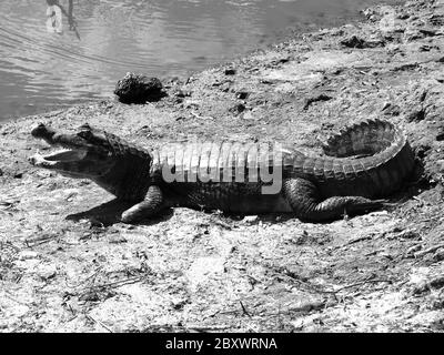 American alligator lying at river, South America. Black and white image Stock Photo
