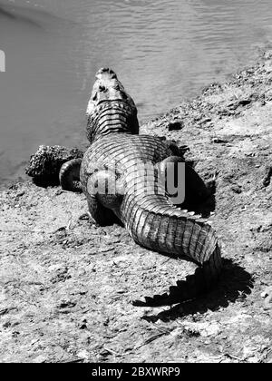 Alligator lying on a river bank in Amazonia, view from back side, black and white image Stock Photo