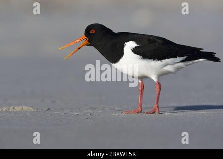 Oystercatcher, (Haematopus ostralegus), Helgoland, Germany, at beach, adult, birds, bird, waders, st Stock Photo