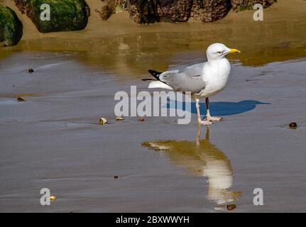 A seagull on a wet beach looking down admiring his reflection on the wet sand Stock Photo