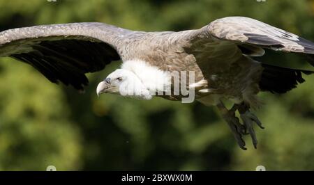 Gyps fulvus, Eurasian griffon, Griffon vulture Stock Photo