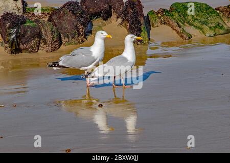 Two Seagulls walking on a wet beach with shadows and reflections at the same time Stock Photo
