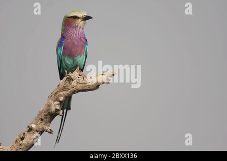Lilac-breasted Roller-Gabelracke Stock Photo