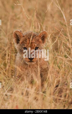 Young lion, South Africa, Kalahari Stock Photo