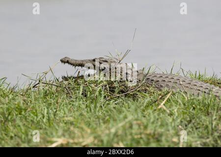Nile Crocodile, South Africa Stock Photo