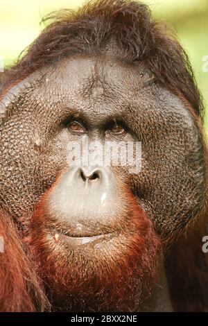 Orang-Utan, Borneo, Malaysia Stock Photo