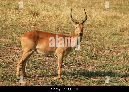 Puku-Moorantilope Stock Photo