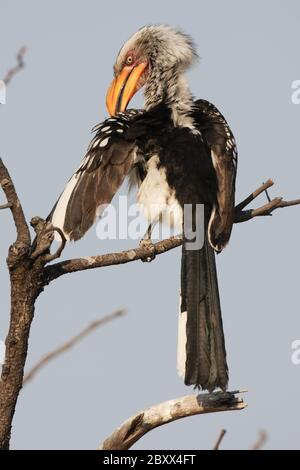 Southern Yellow-billed Hornbill, South Africa