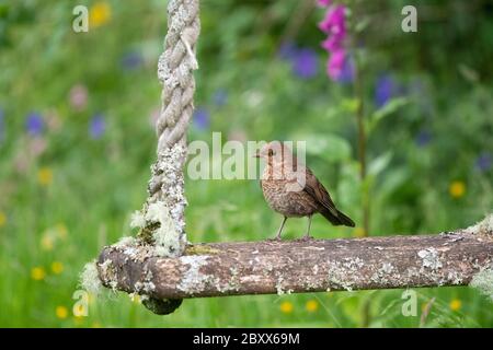 juvenile blackbird - Turdus merula - on garden swing in early summer - UK Stock Photo