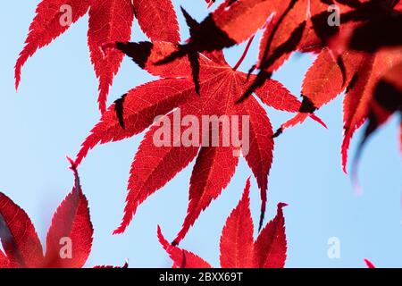 red acer - japanese maple leaves against blue sky - uk Stock Photo
