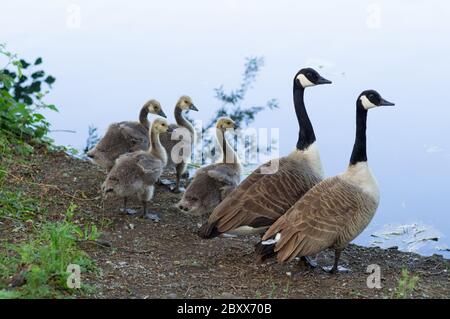 Canada goose family - two Canada geese parent or mature birds with four 4 goslings ready to take to water. The goslings are starting to grow feathers Stock Photo