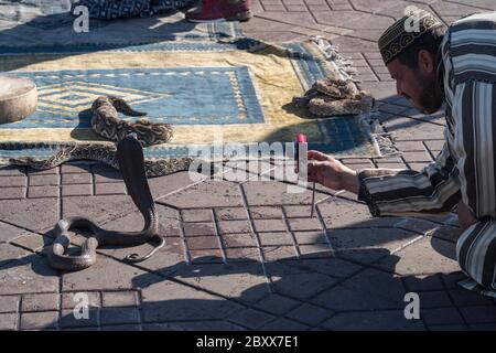 Cobras and snake charmer  in Djemaa el Fna square in Marrakech, Morocco