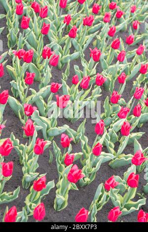Enjoying nature. Soil for growing flowers. Growing perfect scarlet red tulips. Beautiful tulip fields. Field of tulips. Springtime bloom. Gardening tips. Growing flowers. Growing bulb plants. Stock Photo