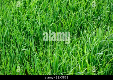 Young green wheat seedlings growing in a field.