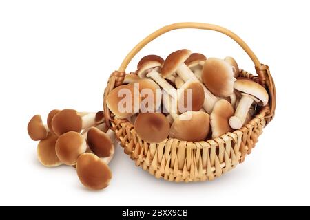 honey fungus mushrooms in a wicker basket isolated on white background with clipping path and full depth of field Stock Photo