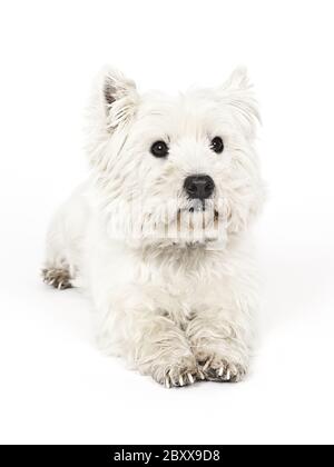 white Terrier Stock Photo