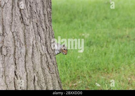 Grey Squirrel (Sciurus carolinensis) peering around a tree trunk Stock Photo