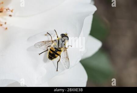 The Batman Hoverfly (Myathropa florea) a common UK Spring hoverfly species Stock Photo