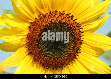 A close up of a Sunflower against a blue sky Stock Photo