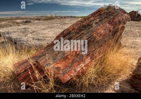 Petrified Forest Stock Photo