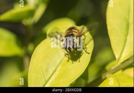 Batman Hoverfly (Myathropa florea) Stock Photo