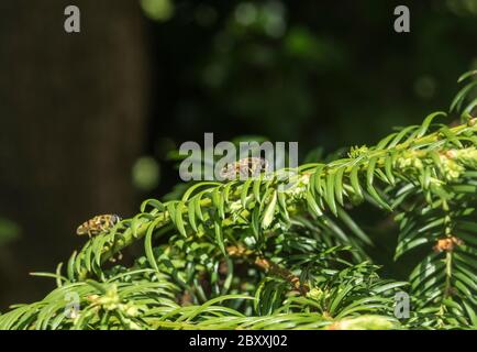 Hoverflies (Myathropa florea) resting on Yew Stock Photo