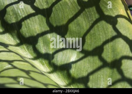 Close-up of a green leaf of a plant on which the shadow of a nearby fence is seen Stock Photo