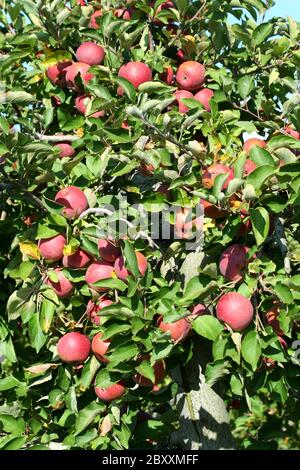 Red winesap apples hanging on a tree Stock Photo