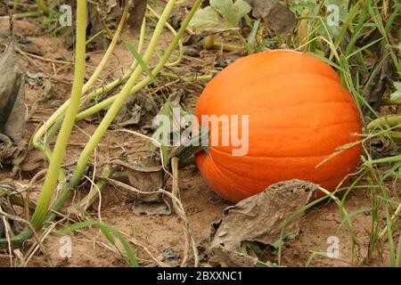 Pumpkin in the field ready for picking Stock Photo