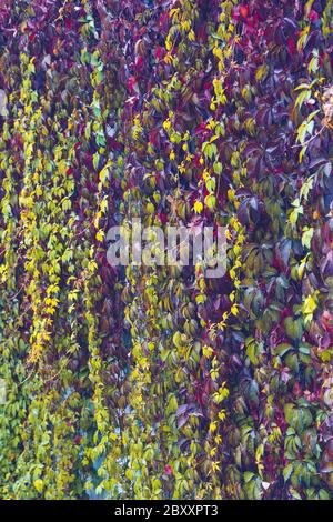 Ivy with red and green leaves hangs from the wall. Autumn background Stock Photo