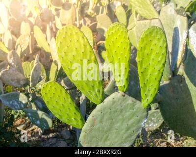 Opuntia, or prickly pear, cactus - detailed view Stock Photo