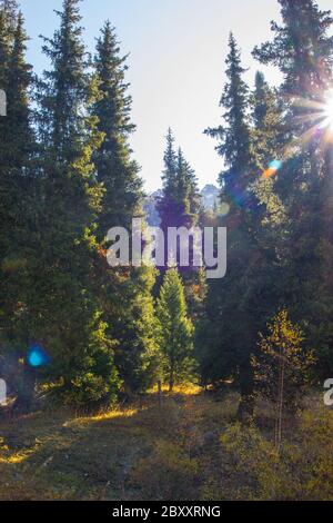 Tien Shan spruce in morning light background. Stock Photo