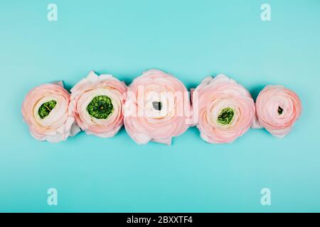 Many buds in a row of pink ranunculus flowers on turquoise background. Top view. Stock Photo