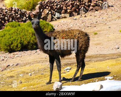 Llama - typical and funny south american mammal Stock Photo