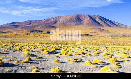 High peaks and typical grass clumps at Laguna Colorada in southern bolivian Altiplano Stock Photo