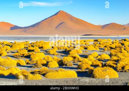 High peaks and typical grass clumps at Laguna Colorada in southern bolivian Altiplano Stock Photo