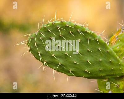 Opuntia, or prickly pear, cactus. Detailed view. Stock Photo