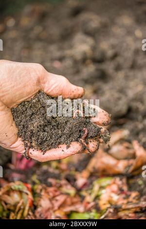 Man's hand holding common and entrachyadids earthworms over a worm composting bin in Issaquah, Washington, USA.  Earthworms derive their nutrition fro Stock Photo