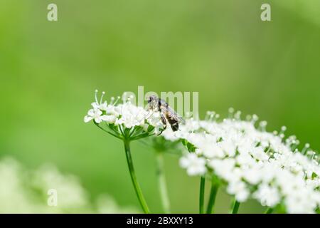 Thick Legged Hoverfly on Ground Elder Flowers Stock Photo