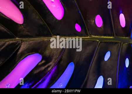 Macro of green monstera leaf on yellow background in trendy neon light. Tropical concept. Stock Photo