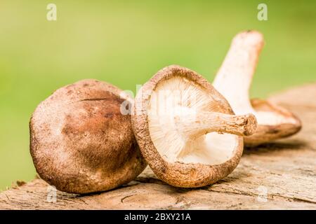 Edible Shiitake (Lentinus edodes) mushrooms on a rustic wooden table in western Washington, USA Stock Photo