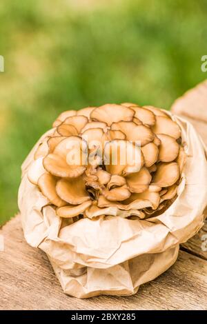 Cluster of edible Maitake mushrooms (Grifola frondosa)  in a paper sack resting on a rustic wooden table in Issaquah, Washington, USA. Stock Photo