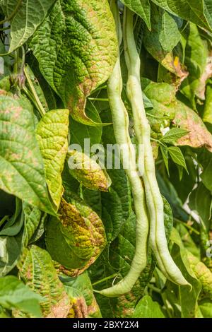 Fortex pole beans drying on the vine in Carnation, Washington, USA.  An early and productive gourmet delight. The exceptionally long, medium-green pod Stock Photo