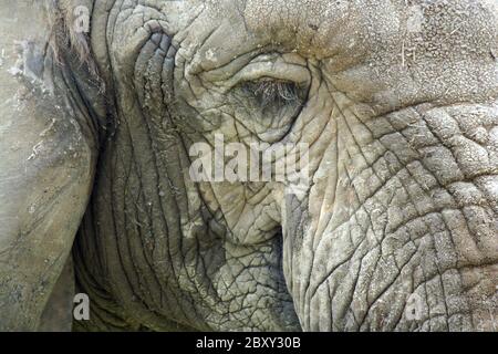 Elephant close up Stock Photo