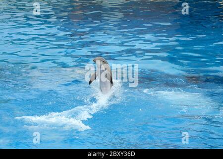Dolphin swimming backwards in a clear blue pool Stock Photo