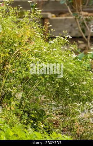 Cilantro plants going to seed in a vegetable and herb garden in Carnation, Washington, USA. Stock Photo