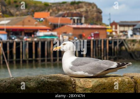 Seagull sitting on quay wall in Whitby, Scarborough, England Stock Photo