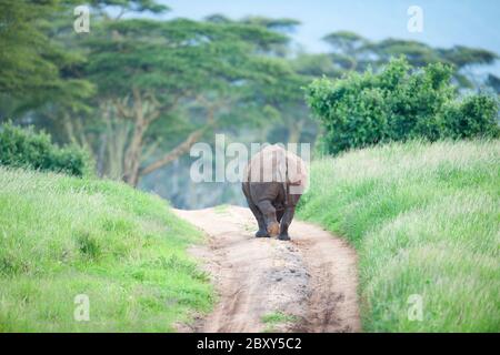 Northern White Rhino Stock Photo