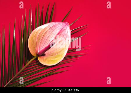 Beautiful anthurium flower and palm leaf on red background. Tropical pattern, flat lay style. Place for text. Stock Photo